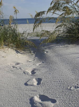 footprints.jpg